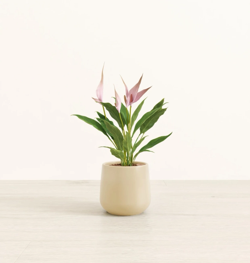 easyplant: Easy-Care Self-Watering Plants