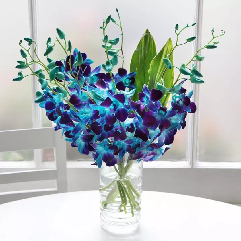 Electric Blue Orchids | Flowers By Post