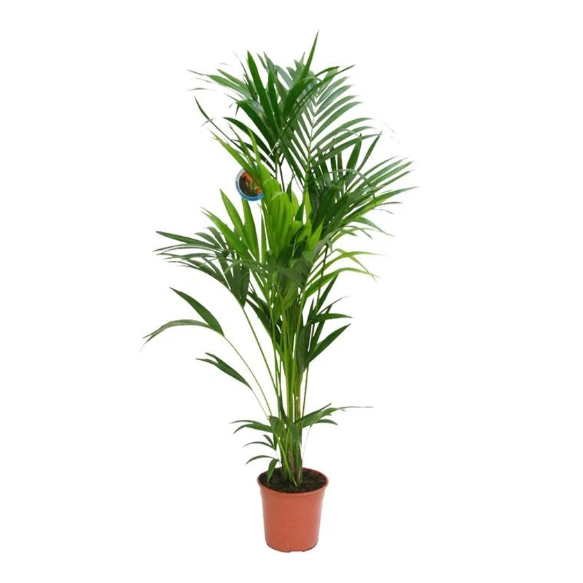 Kentia Forsteriana pot Ø27 cm/ H150 cm