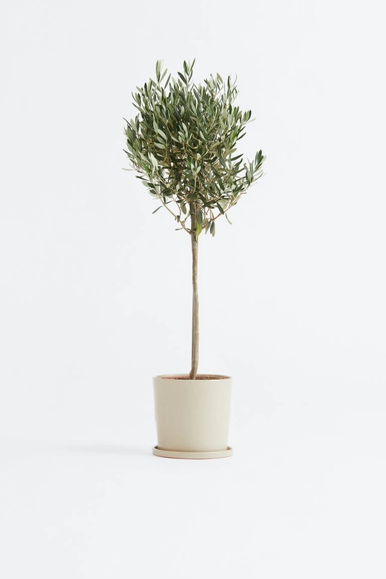 Olea Europaea - H 80cm - Home All | H&M FR