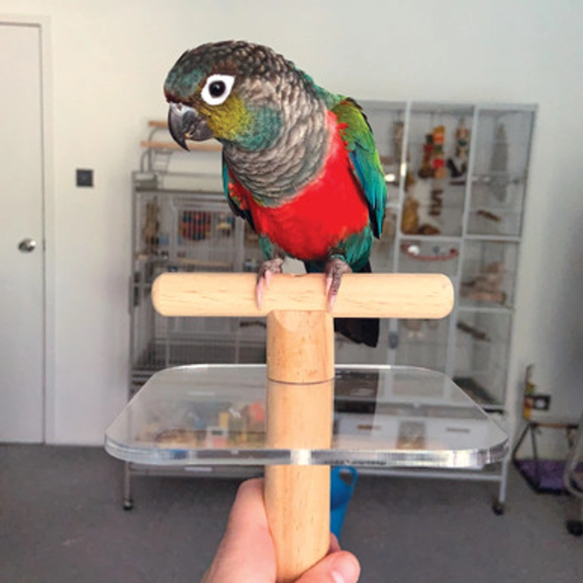 The Pal Perch Portable Training Parrot Perch
