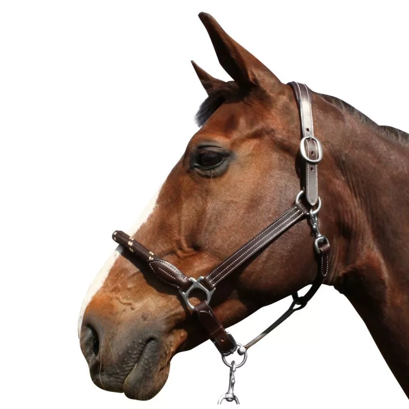 Licol cuir et corde CANTER - Sellerie en ligne Cheval-shop