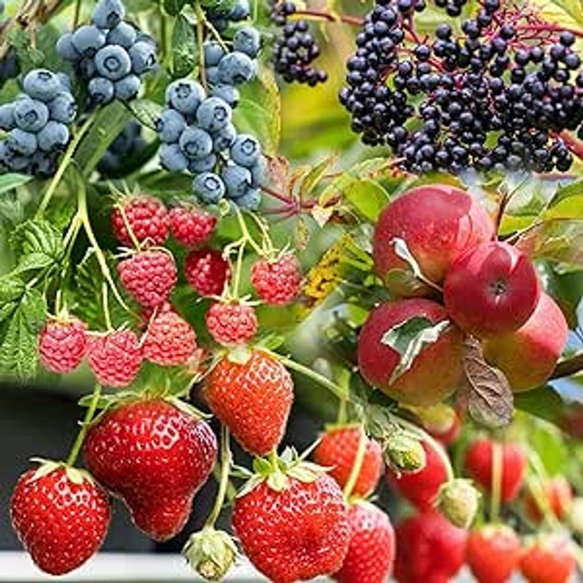 640+ Mixed Fruit Seeds for Planting, (20 Apple,20 Blueberry,200 Raspberry,300 Strawberry,100 Elderberry)- Individually Packaged