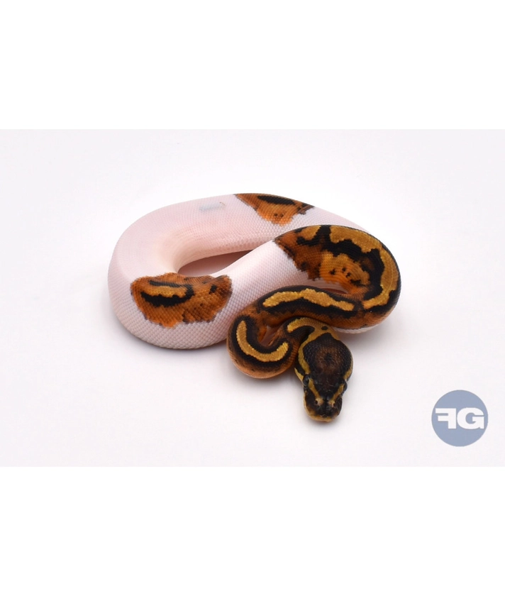 Vente en ligne Python regius - FG reptiles