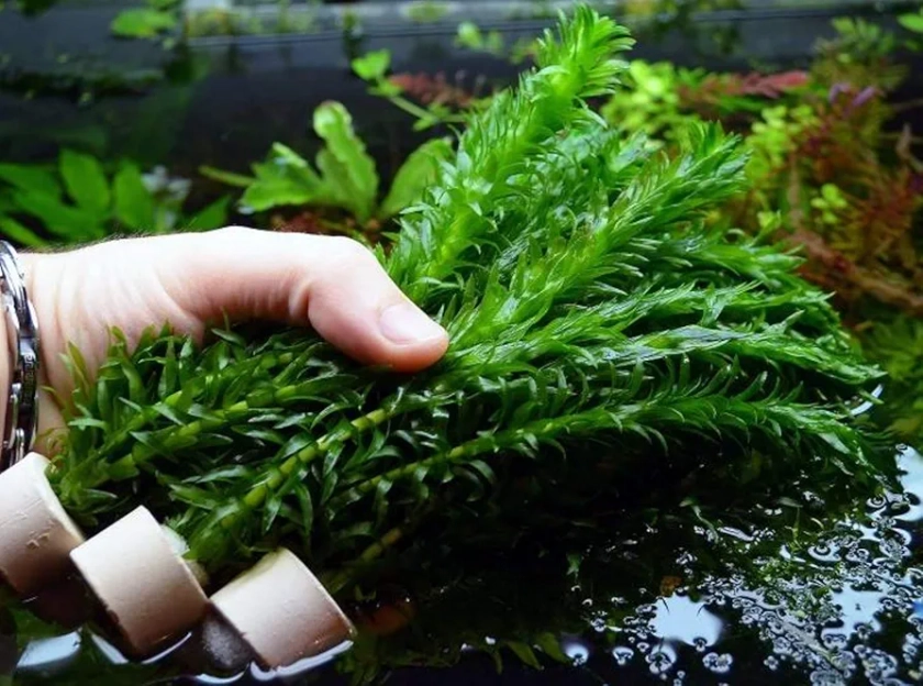 HOT! Anacharis Elodea Densa Tropical Live Aquarium Plants Aquatic Pond Bundle Stems