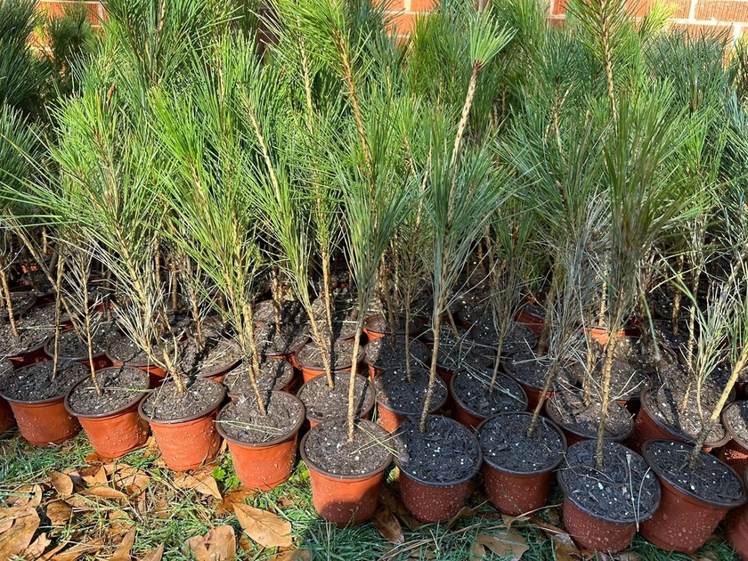Live Japanese Black Pine Seedlings (3 years+); with nutrition soil