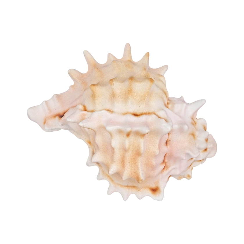 Shell / Oyster Conch Hair Clip