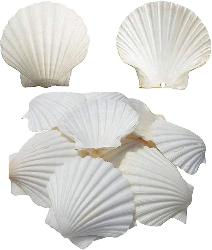 6PCS Scallop Shells for Serving Food,Baking Shells Large Natural White Scallops from Sea Beach for DIY Craft Decor 4-5 Inches