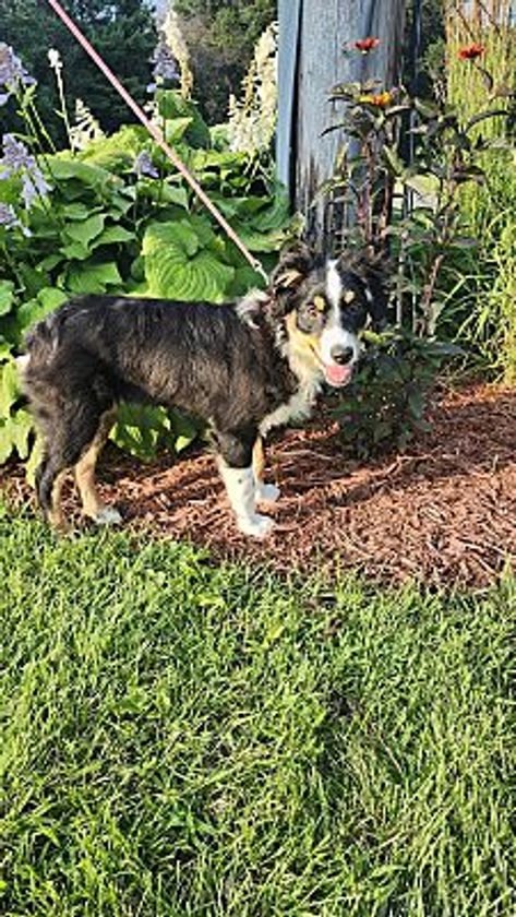 Minneapolis, MN - Australian Shepherd. Meet Spirit a Pet for Adoption - AdoptaPet.com