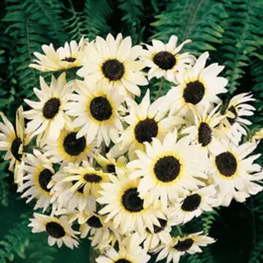 'Italian White' Sunflower Seeds | Park Seed