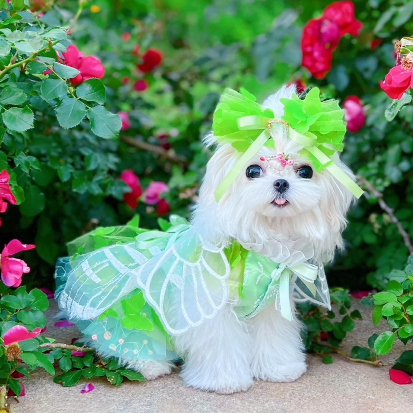 Dog Tinkerbelle Costume, Tinkerbell Fairy Inspired Tutu Dress With Wings, Cat Dog Halloween Cosplay Party Costume, Puppy Pet Birthday Outfit - Etsy UK