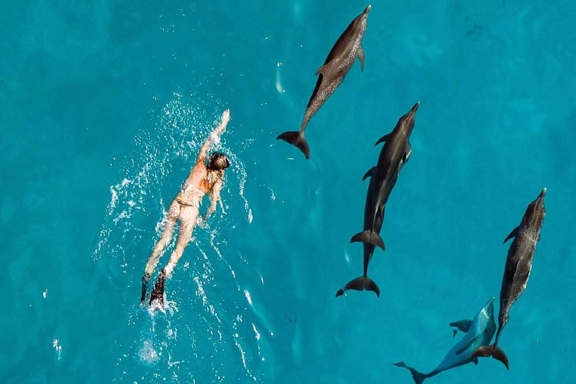 18 Best places to swim with dolphins